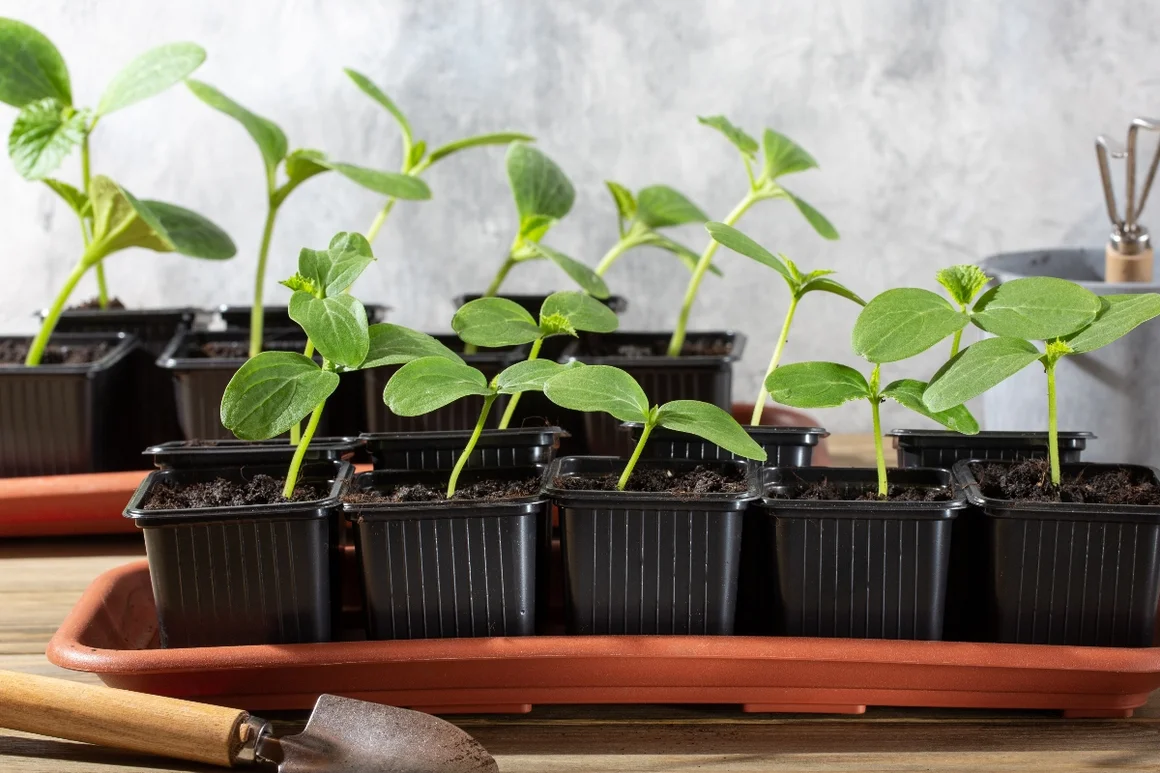 Gurkensetzlinge in Anzuchttöpfen